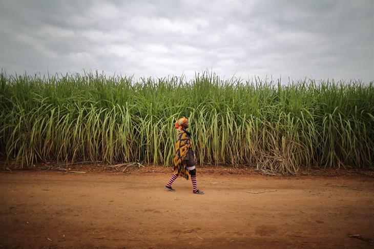 Agriculture Africa:Photo By Dan Kitwood:Getty Images