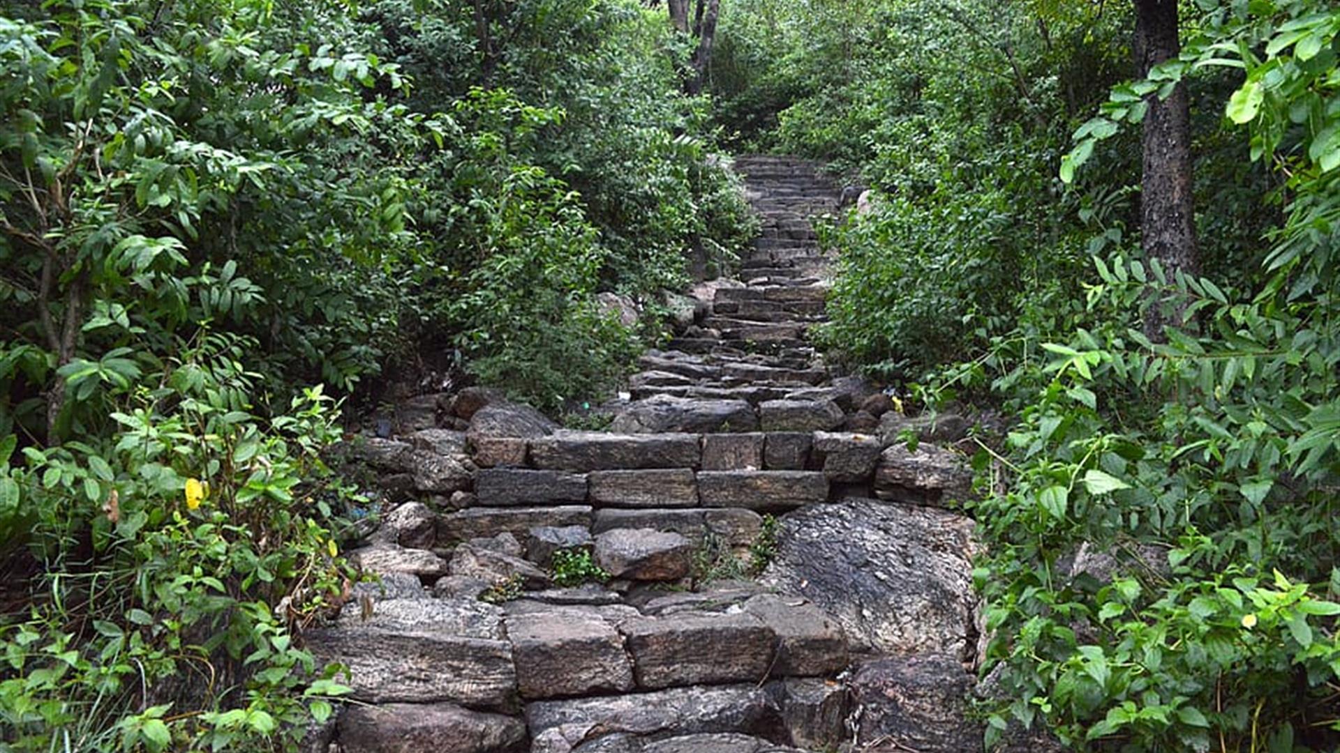 Forest Steps Nature Natural Mountain Woods Stone