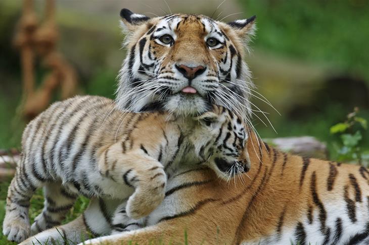 © Ola Jennersten WWF Sweden Amur Tiger And Cub