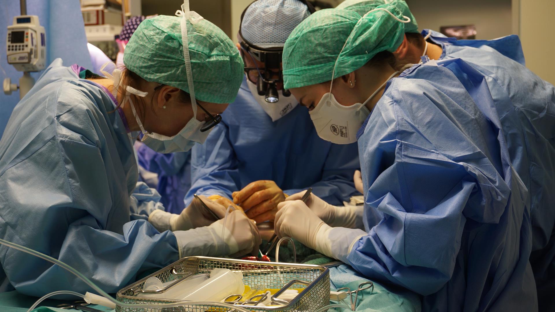 Trapianti Ospedale La Preparazione Dell'organo Subito Dopo Il Prelievo