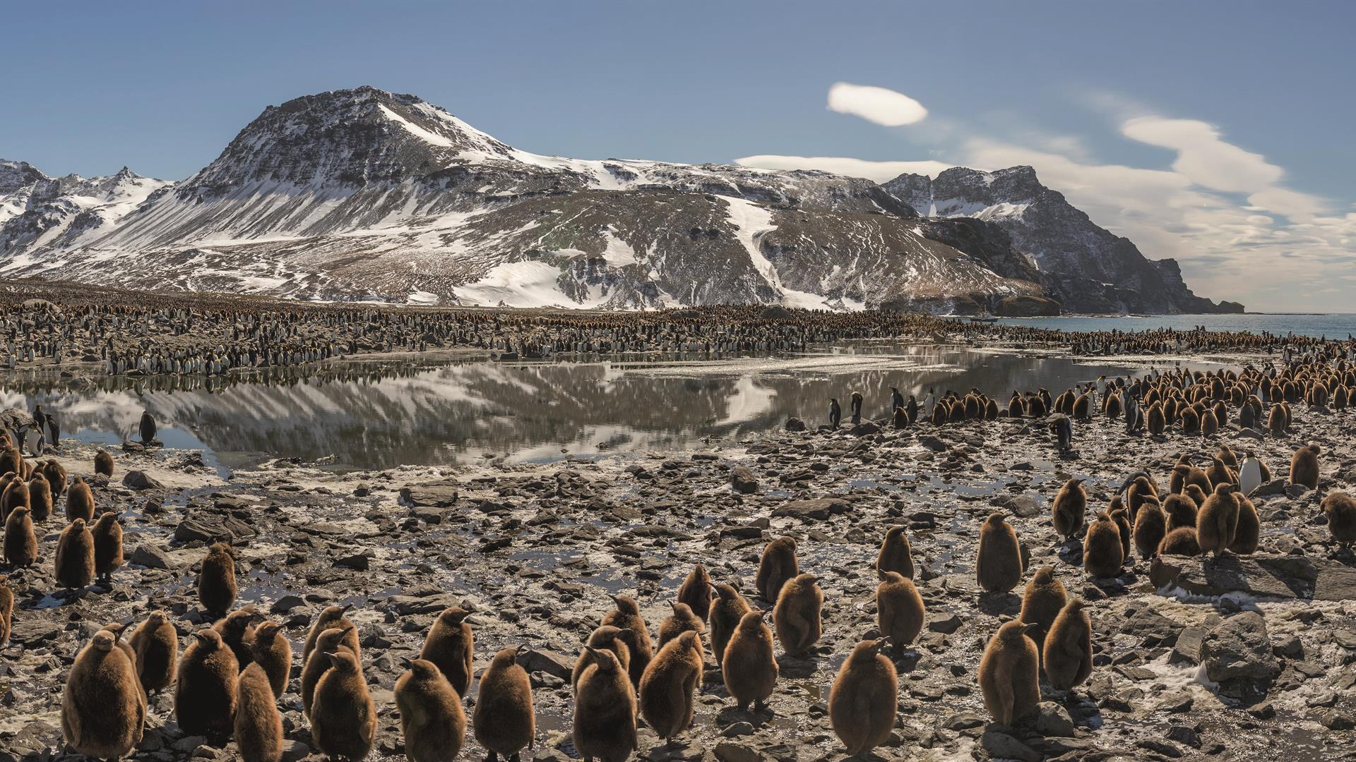 This Beach Contains One Of The Largest Penguin Colonies In The World, And One Of The Densest Aggregations Of Life On The Planet
