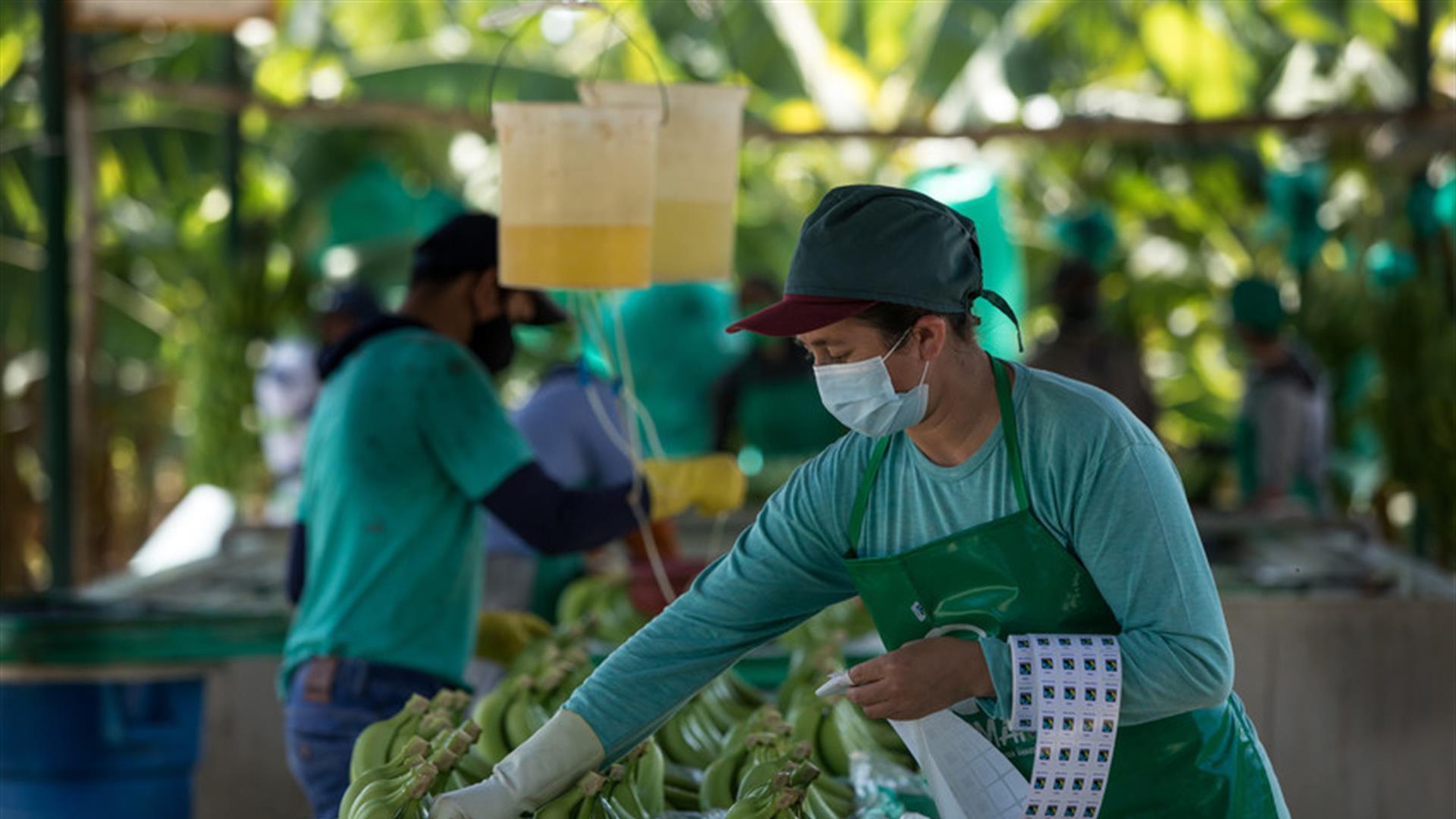 Produttori Di Banane In Perù